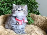 Müthiş Güzellikteki British Longhair Yavrularım