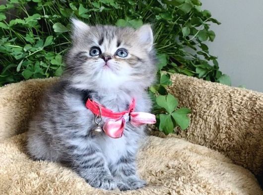 Müthiş Güzellikteki British Longhair Yavrularım görsel