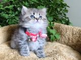 Müthiş Güzellikteki British Longhair Yavrularım