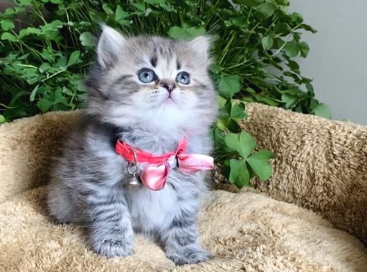 Müthiş Güzellikteki British Longhair Yavrularım görsel
