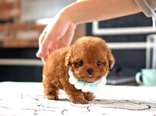 Orjinal kore micro teacup poodle
