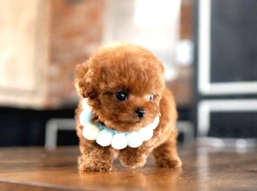 Orjinal Kore Micro Teacup Poodle görsel