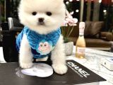 Pomeranian Boo Ayıcık Surat