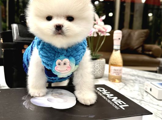 Pomeranian Boo Ayıcık Surat görsel