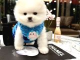 Pomeranian Boo Ayıcık Surat