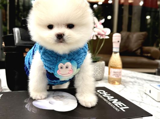 Pomeranian Boo Ayıcık Surat görsel