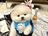Pomeranian Boo ayıcık surat
