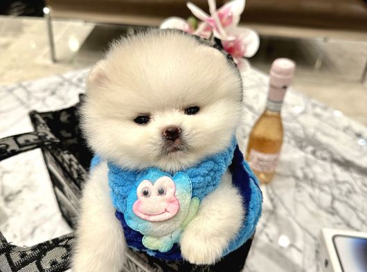 Pomeranian Boo Ayıcık Surat