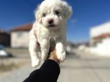 Lekesiz orjinal maltese