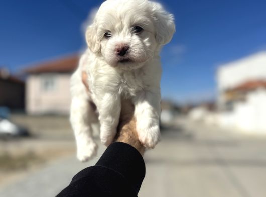 Lekesiz orjinal maltese