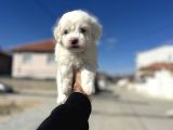 Lekesiz Orjinal Maltese