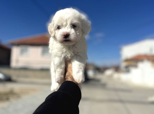 Lekesiz Orjinal Maltese görsel