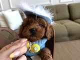 Koreden Özel Getirilmiş Mini Boy Toy Poodle Dişi