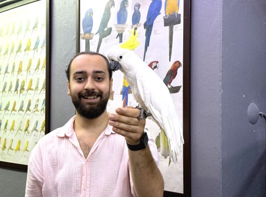 Sülfür Kakadu Papağani Konuşan Eği̇ti̇mli̇ Evci̇l görsel