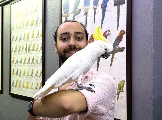 Sülfür Kakadu Papağani Konuşan Eği̇ti̇mli̇ Evci̇l