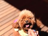 Koreden Özel Getirilmiş Mini Boy Toy Poodle Dişi