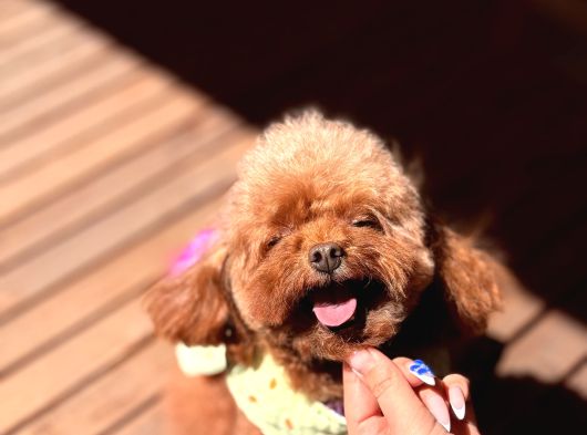 Koreden Özel Getirilmiş Mini Boy Toy Poodle Dişi görsel