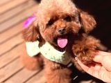 Koreden Özel Getirilmiş Mini Boy Toy Poodle Dişi