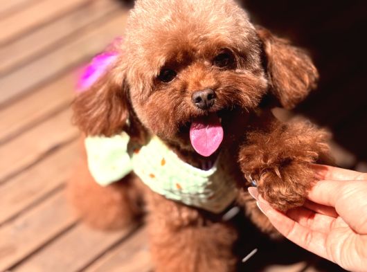 Koreden Özel Getirilmiş Mini Boy Toy Poodle Dişi görsel