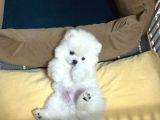 Pomeranian Boo Ayı Surat 2 Aylık Erkek