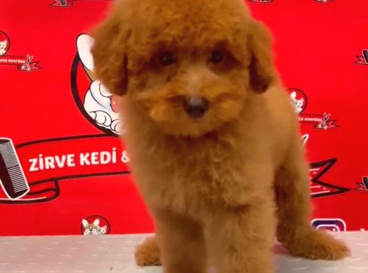 Red Erkek Toy Poodle Yavrular