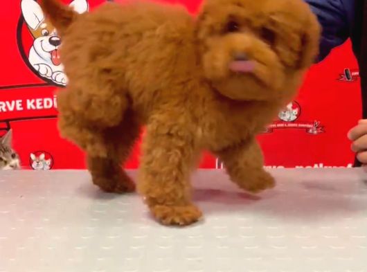 Red Erkek Toy Poodle Yavrular görsel