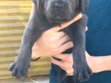 A Kali̇te Cane Corso Yavrulari