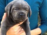 A Kali̇te Cane Corso Yavrulari