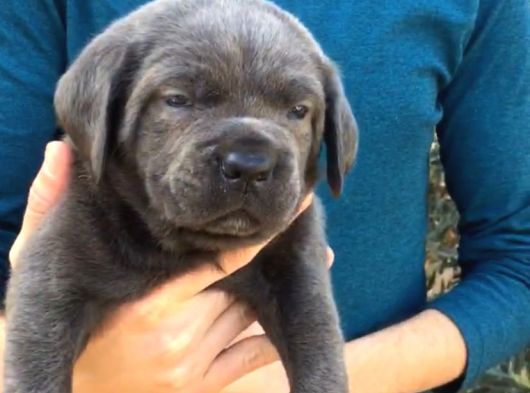 A Kali̇te Cane Corso Yavrulari görsel
