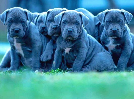DEV ANNE BABADAN ÜST KALİTE CANE CORSO YAVRULAR