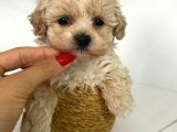 Kore F2 Maltipoo Yavrular