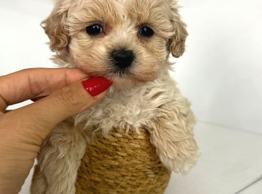 Kore F2 Maltipoo Yavrular görsel
