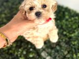 Kore F2 Maltipoo Yavrular
