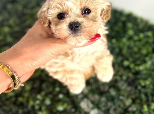 Kore F2 Maltipoo Yavrular görsel