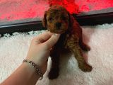 Dişi Korekan Toy Poodle Yavrumuz