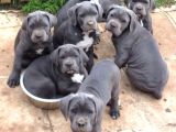Dev Anne Babadan Üst Kali̇te Cane Corso Yavrular