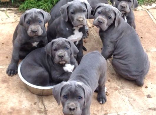 Dev Anne Babadan Üst Kali̇te Cane Corso Yavrular görsel