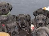Dev Anne Babadan Üst Kali̇te Cane Corso Yavrular