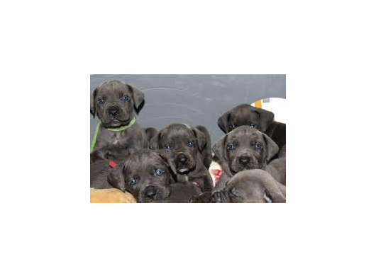 Dev Anne Babadan Üst Kali̇te Cane Corso Yavrular görsel