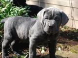 A Kali̇te Cane Corso Yavrulari