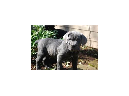 A Kali̇te Cane Corso Yavrulari görsel