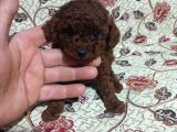 Teacup En Koyu Renkte Erkek Kore Poodle Yavrular