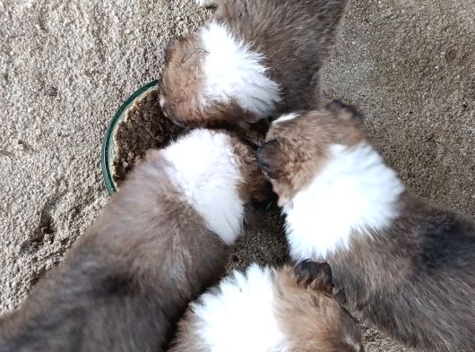 Rouch Collie Yavruları görsel