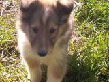 Rouch Collie Yavruları