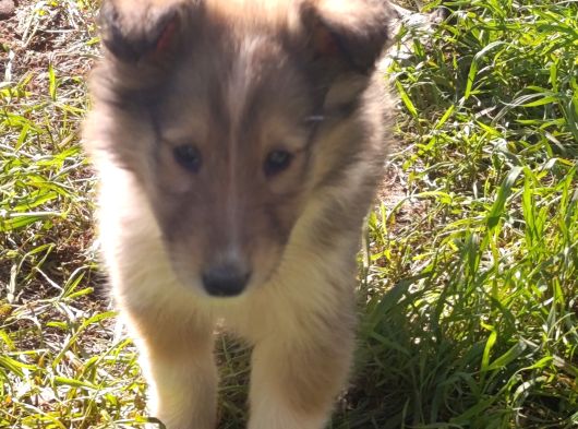 Rouch Collie Yavruları görsel