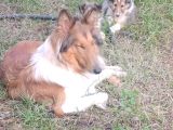 Rouch Collie Yavruları