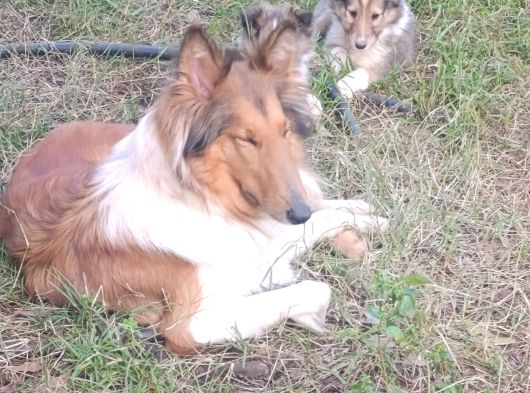 Rouch Collie Yavruları görsel