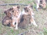 Rouch Collie Yavruları