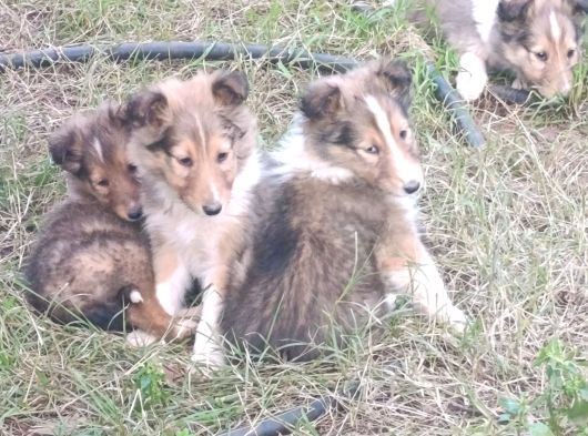 Rouch Collie Yavruları görsel