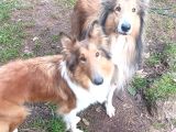 Rouch collie yavruları